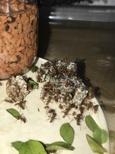 Fungus annexe 29/01, [Blog] Les Acromyrmex octospinosus radioactives  ²³⁵U
