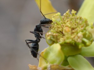 Camponotus rufoglaucus fea, Du coté de Gran Canaria