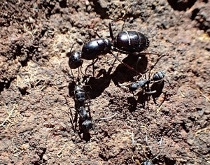 Camponotus rufoglaucus fea, Du coté de Gran Canaria