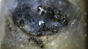 Jeune colonie de Formica cunicularia post-diapause avec la première grappe d'oeufs de l'année., [Blog] Colonie de Formica cunicularia