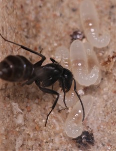 Ouvrière Camponotus vagus en train de nourrir une des larves., [Blog] Les Camponotus vagus d'Heydax