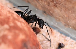 Ouvrière qui se cache !, [Blog] Les Camponotus vagus d'Heydax