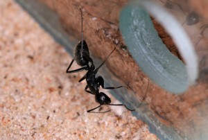 Une autre prête à filer dans le nid !, [Blog] Les Camponotus vagus d'Heydax