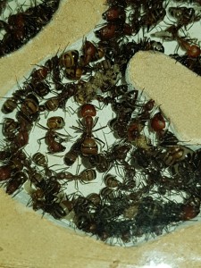 Photo, [Blog] Camponotus nicobarensis