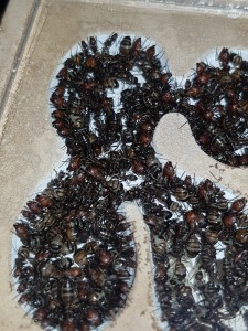 Photo, [Blog] Camponotus nicobarensis