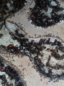 Photo, [Blog] Camponotus nicobarensis