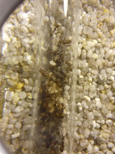 La colonie., **Fin**[Blog] Camponotus nicobarensis