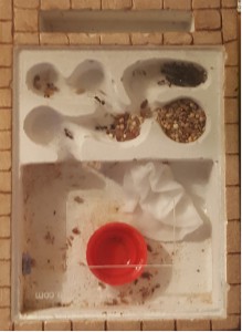 Nid en pierre, [Blog] Messor barbarus / Nazojoo