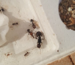 Reine + 2 Major, [Blog] Messor barbarus / Nazojoo