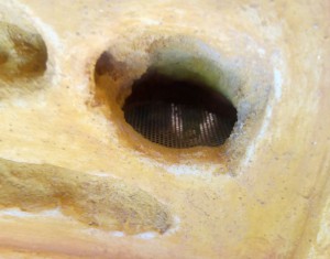 Système d'humidification., Nid Arc-en-ciel, mangeoires...le Bc c'est top !