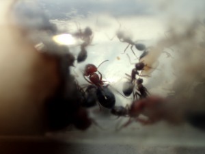 C. robecchii, [Blog] Camponotus (Myrmentoma) robecchii (Emery, 1892)