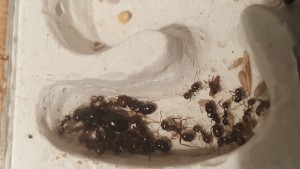 Salles du nid + Couvain, [Blog] Messor barbarus / Nazojoo