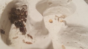 Plan de la gyne, [Blog] Messor barbarus / Nazojoo
