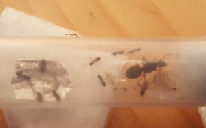 Gyne Lasius niger + Ouvrières en tube, [Blog] Messor barbarus / Nazojoo