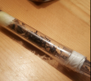 Fondation Messor barbarus en tube, [Blog] Messor barbarus / Nazojoo