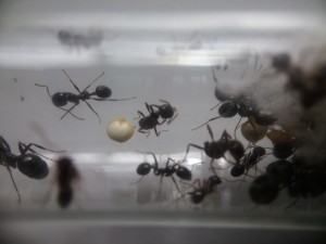 Abdomen en haut à gauche, Hécatombe Messor barbarus : plus d'humidification