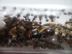 Abdomen gyne, Hécatombe Messor barbarus : plus d'humidification