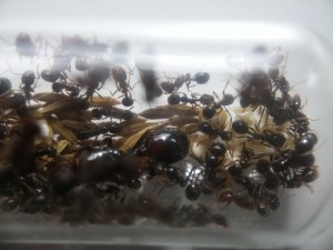 Abdomen de la gyne et d'une ouvrière à sa droite, Hécatombe Messor barbarus : plus d'humidification