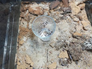 Tetraponera rufonigra : exfiltration, [Blog] Tetraponera rufonigra