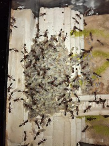 Tiens, voilà du couvain !, [Blog] Tetraponera rufonigra