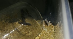 Ouvrière Formica cunicularia et le couvain déplacé dans l'ADC., [Blog] Colonie de Formica cunicularia