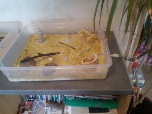 ADC + tube, Hécatombe Messor barbarus : plus d'humidification