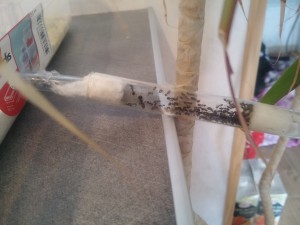 Tube à essai, Hécatombe Messor barbarus : plus d'humidification