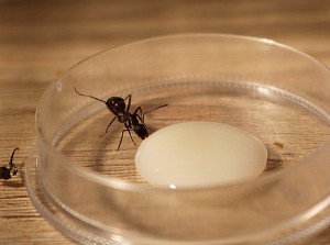 Le lait miellé a du succès, [Blog] Camponotus vagus