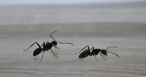 Les deux ouvrières les plus téméraires. La troisième reste à s'occuper du couvain., [Blog] Camponotus vagus