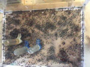 Camponotus fulvopilosus, **Fin**[Blog] Camponotus fulvopilosus