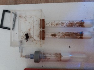 Vue d'ensemble du nouveau nid des Lasius flavus, [Blog] Lasius flavus d'Harpeg