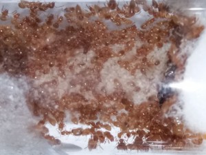 Gyne 2 et couvain, [Blog] Lasius flavus d'Harpeg