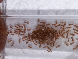 Tas de cadavres de Lasius flavus, [Blog] Lasius flavus d'Harpeg