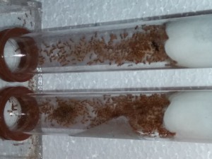 Tubes Lasius flavus, [Blog] Lasius flavus d'Harpeg