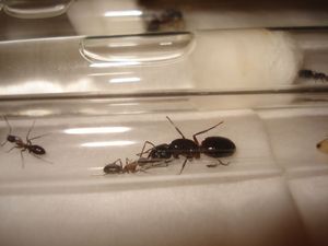 trophallaxie, Les Camponotus de funkyben