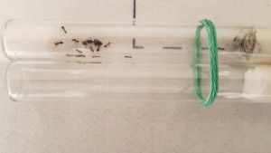 La reine est des ouvrières le jour où je les ai reçues, [Crematogaster scutellaris] Je ne me souviens plus du nom de l’espèce de mes fourmis