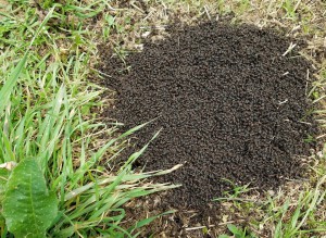 La fourmilière, [Formica pratensis] Identification de fourmis inhabituelles dans mon secteur