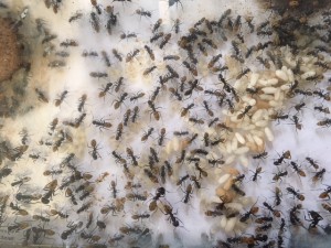 Couvain suite, **Fin**[Blog] Camponotus fulvopilosus