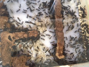 Larves et cocons, **Fin**[Blog] Camponotus fulvopilosus