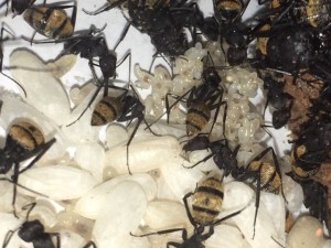Oeufs fraichement pondus, **Fin**[Blog] Camponotus fulvopilosus