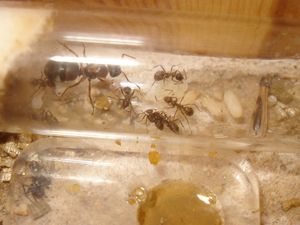 Colonie de Formica rufibarbis, gyne trouvée à Marseille., Mes colonies (funkyben)