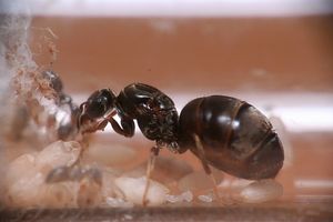 On voit un cocon vide mais je pense qu'il s'agit de celui d'une des trois premières ouvrières., [Blog] Lasius niger - Niubert-> Leveto