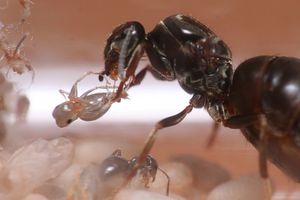 Nettoyage ?, [Blog] Lasius niger - Niubert-> Leveto