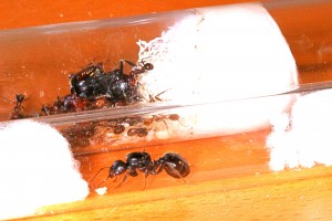 Messor cephalotes VS Messor barbarus, [Blog] Messor cephalotes