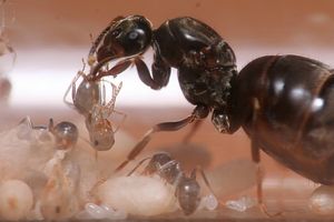 Nettoyage ?, [Blog] Lasius niger - Niubert-> Leveto