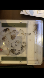Vue globale avec adc, Suivi de mes 2 colonies de Messor barbarus + 1 Lasius emarginatus