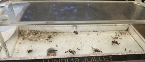 Recrutement pour grillons congelés, Suivi de mes 2 colonies de Messor barbarus + 1 Lasius emarginatus