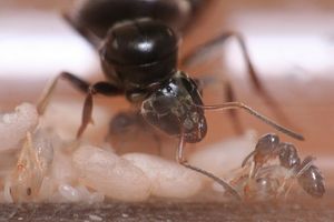 Courte aide d'une ouvrière., [Blog] Lasius niger - Niubert-> Leveto