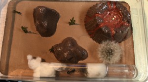 Adc F*rrero, Suivi de mes 2 colonies de Messor barbarus + 1 Lasius emarginatus