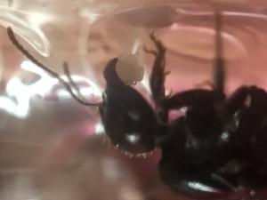 Œufs, Suivi de mes 2 colonies de Messor barbarus + 1 Lasius emarginatus